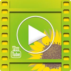 Los Verdes - Youtube