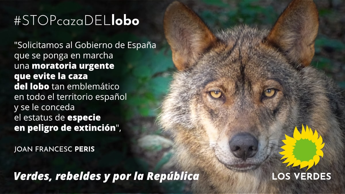 Los Verdes piden el cese de la caza del lobo y la declaración de especie en peligro de extinción